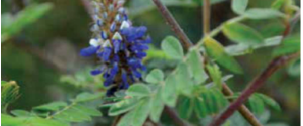 Plantas medicinales para síntomas gripales