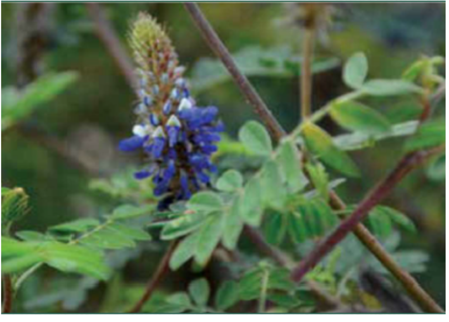 Plantas medicinales para síntomas gripales